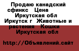 Продаю канадский сфинкс › Цена ­ 8 000 - Иркутская обл., Иркутск г. Животные и растения » Кошки   . Иркутская обл.